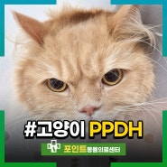 고양이 PPDH, 복막 심낭 횡격막 탈장 수술, 송도 24시 동물병원