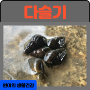 다슬기의 효능 부작용 삶는법