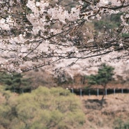 (xt30ii)벚꽃놀이🌸 고남저수지, 용현집