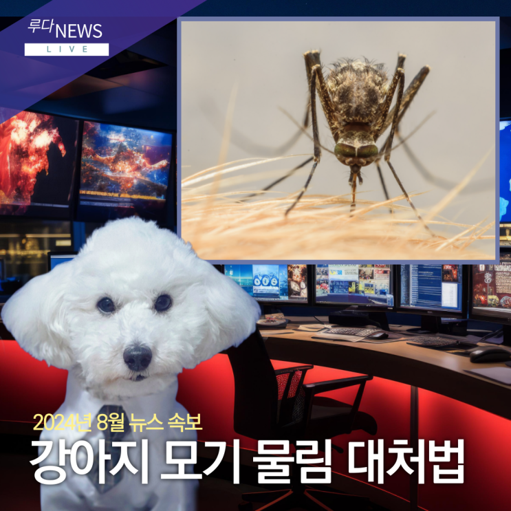 강아지 모기 물림 위험성과 대처 방법은? : 네이버 블로그