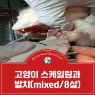 고양이 스케일링과 발치(mixed/8살) - 방배동 동물병원 가디언 동물의료센터