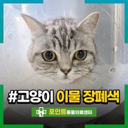 고양이 장폐색 증상 이물질 토해서 수술했어요!