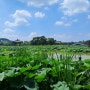 [전주] 덕진공원, 한여름 연꽃 향기