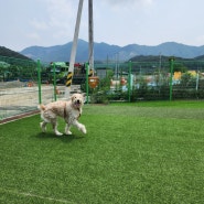 (경기 동탄) 40kg 골든 두들 트라우마로 인한 공격성과 입질 대형견 전문 교육미용