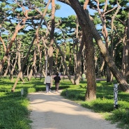 경주 황성공원의 기대와 현실 사이, 맥문동의 속삭임