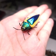 Chrysochroa limbata