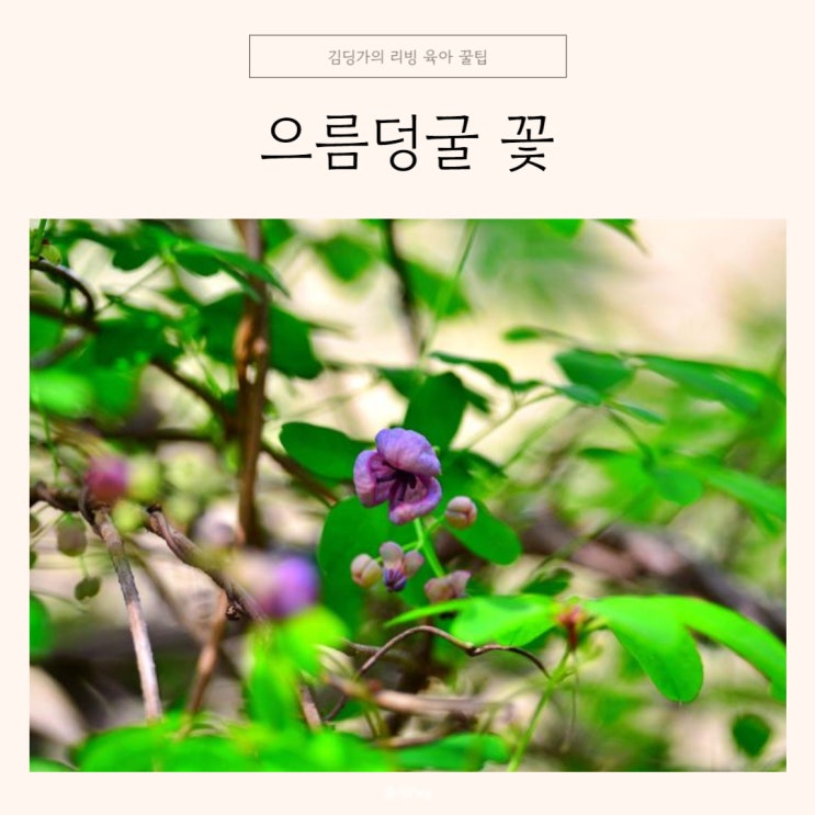 으름덩굴 으름꽃 특징 꽃말 알아보기 : 네이버 블로그