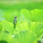 [한국 조류] 개개비 / Oriental Reed Warbler