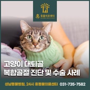 고양이 대퇴골 복합골절 진단 및 수술 사례