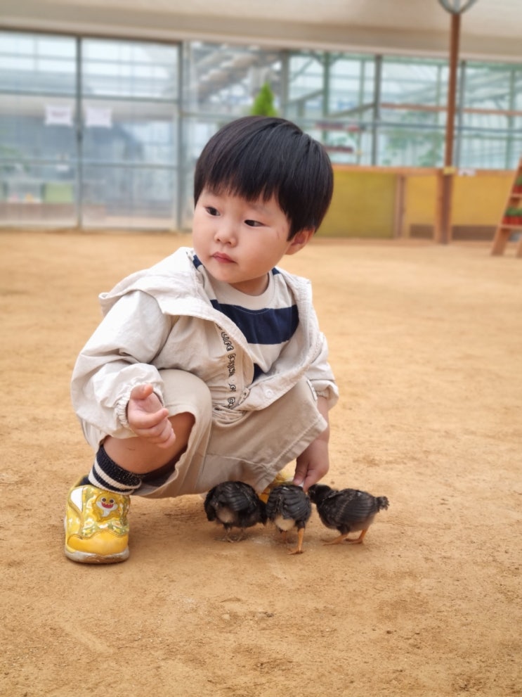 용인 아이와가볼만한곳 추천, 무럭무럭농장에서 만나는 귀여운...