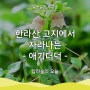 [걸음걸음 푸른숲] 탐라숲의 오늘 - 한라산 고지에서 자라나는 '애기더덕'