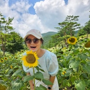 8월 태백 해라바기 축제 꽃이 다 시들었어요