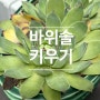 바위솔키우기 장미를 닮은 예쁜 다육이 물주기