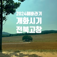 고창 청보리밭 해바라기농장 개화시기 2024.08.12