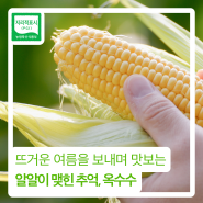 뜨거운 여름을 보내며 맛보는 알알이 맺힌 추억, 옥수수