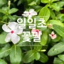 일일초 꽃말과 물주기 가지치기까지 알아볼게요