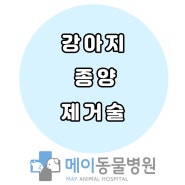 울산 포메라니안 강아지가 팔에 혹을 제거했어요(20240705)