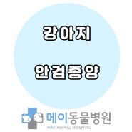 울산 강아지가 눈꺼풀 종양을 제거 하였습니다.