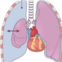 기흉이 발생하는 원인과 증상 치료방법