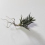 초소형 식물 틸란드시아 앙굴로사(Tillandsia Angulosa) 발송