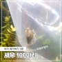 생이새우 100마리와 토종우렁이로 어항 이끼제거하는 방법