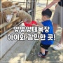 양평 아이와 갈만한 곳 체험활동 양평 양떼목장 방문 내돈내산 후기