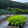 김장배추심는시기 배추심는시기 & 쪽파심는시기 & 상추대 궁채 심는시기