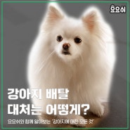 강아지 배탈 대처는 어떻게?