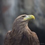 [한국 조류] 흰꼬리수리 / White-tailed sea eagle