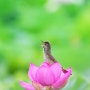 [한국 조류] 노래하는 개개비 / Singing Oriental Reed Warbler