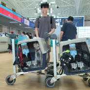 [시애틀 출국] 절미와 원두가 시애틀로 출국 했습니다✈️