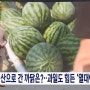 폭염 속 소나기! 8호태풍 암필 940hpa로 일 도쿄 해역 지나! 9호태풍종다리 경로는? 대한체육협회장 이기홍 축구협회장 정몽규가 문체부에 정면도전하는 이유 종신 연임?