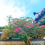 충남 논산 배롱나무 명소 논산여행 가볼만한곳 총정리