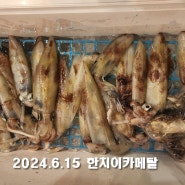 2024.6.15 한치이카메탈 (국동항 슈퍼마리호) (#18)