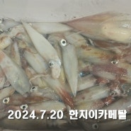 2024.7.20 한치이카메탈 (장승포항 뉴새바다호) (#24)