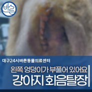 강아지 회음탈장 : 대구 수술 전문 동물병원/대구24시동물병원/달서구24시동물병원