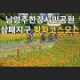 경기 남양주 남양주한강시민공원 황화코스모스