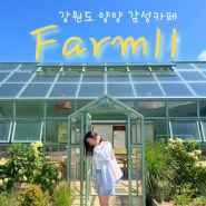 [양양] 유리온실에서 인생샷 가능📸 감성 카페 'Farm11' 에 다녀왔어요