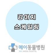 울산 비숑프리제 강아지 건강검진 및 스케일링(20240727)