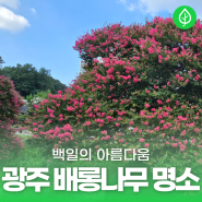 광주 여름 나들이는 이곳에서! 광주 배롱나무 명소 6곳