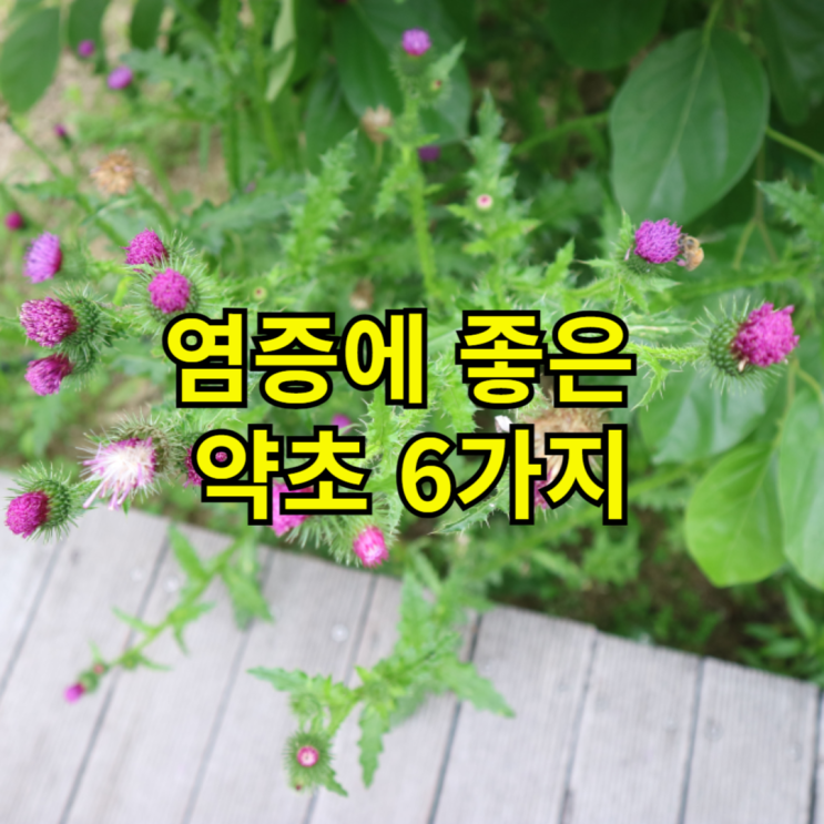 염증에 좋은 약초 6가지와 사용시 주의사항 : 네이버 블로그