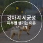 강아지 세균성 피부염 생기는 이유