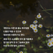 [식물과 친구하기] 단아한 자태, 지천으로 피었네_ 개망초