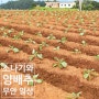 스콜 속 양배추 농사