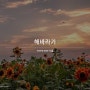 [THY의 THE 식물] 해바라기