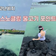 제주 코난해변 스노클링 물고기 많은 포인트 후기