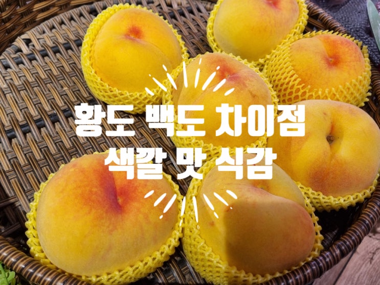 황도 백도 복숭아 차이 : 네이버 블로그