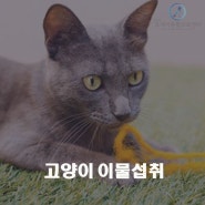 [송도수술전문동물병원] 고양이 이물섭취, 구토, 이물제거술