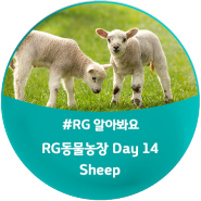 [모여라! RG 동물농장] Day 14. Sheep(양) : The Sheep on the Farm / 'sheep'이 들어간 영어표현