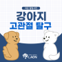 [마포동물병원] 강아지 고관절탈구 뒷다리가 불편하다면?[서울라온동물병원]